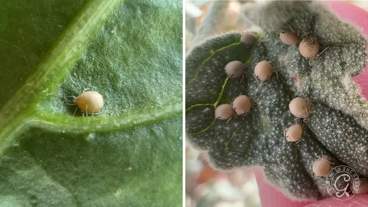 Close-up of small, round, beige insects on green leaves, some leaves covered with white web-like substance.