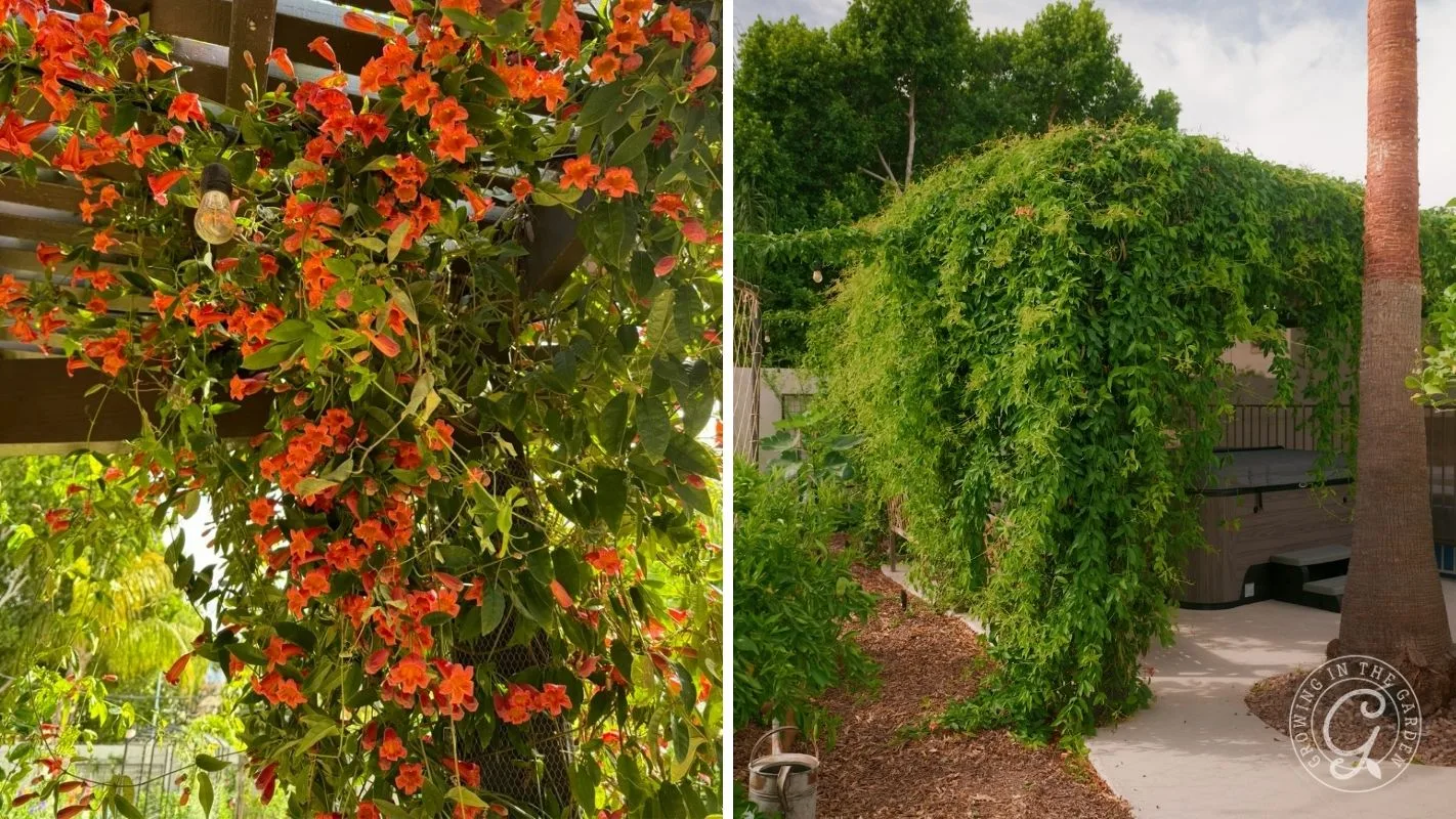 Split image: Left, red-orange flowers on a vine; right, lush green vine covering a garden arbor.