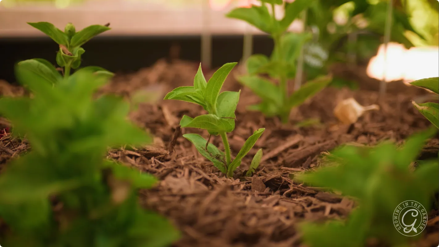 Young green plant sprouting from brown mulch in a garden bed, surrounded by other leafy plants.