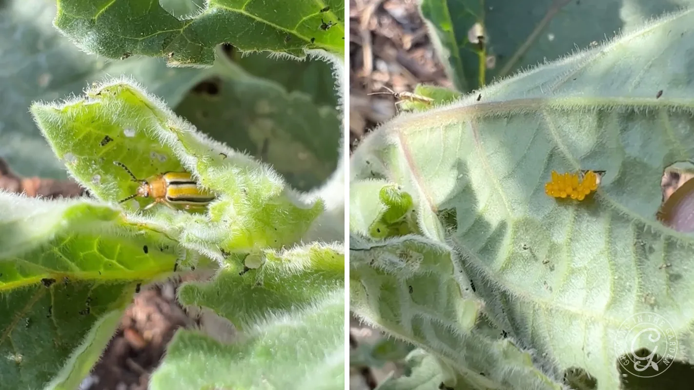 Close-up of fuzzy green leaves with a yellow beetle on the left and yellow insect eggs on the right.