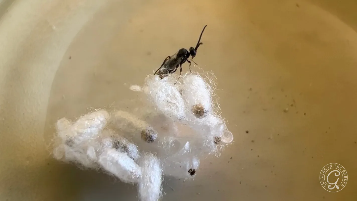 A small black wasp stands on a cluster of white cocoons on a smooth beige surface.