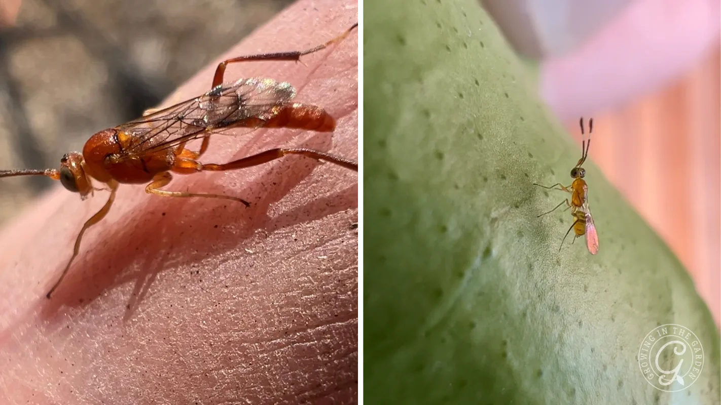 Close-up of a tiny parasitic wasp on a finger (left) and on a green surface (right).