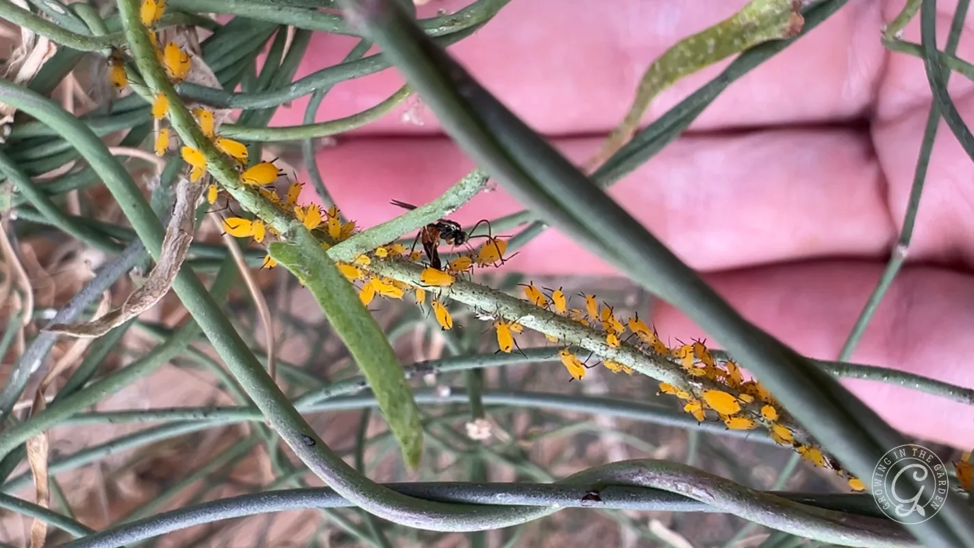 Close-up of yellow aphids and a small insect on a green plant stem, with pink background and overlapping stems.
