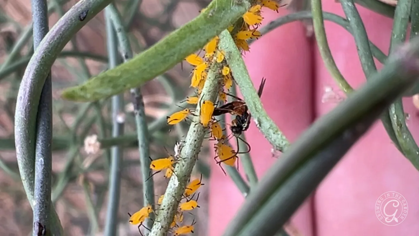 Close-up of yellow aphids clustered on green stems, with an insect among them and a blurred pink background.