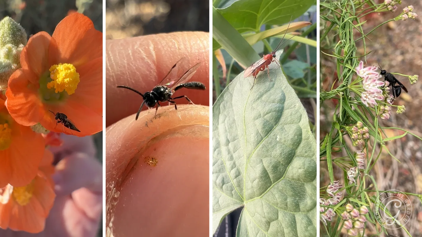Four close-up images of small black insects on flowers, a finger, a leaf, and green stems outdoors.