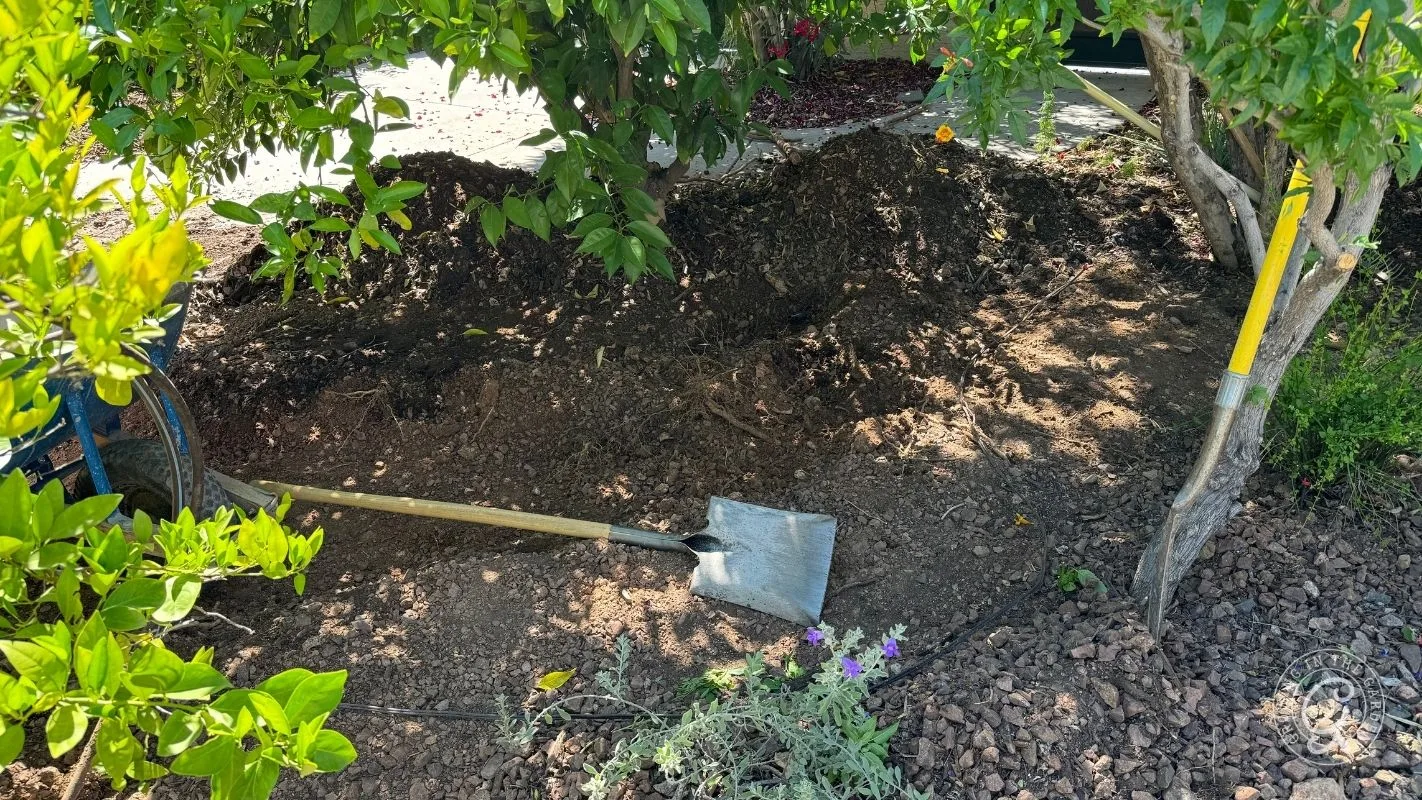 A shovel rests on soil near a tree with mulch and sunlight filtering through green leaves.