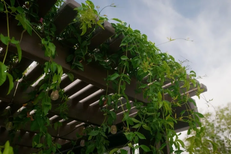 What Vine to Plant Where in Your Low Desert Yard featured image