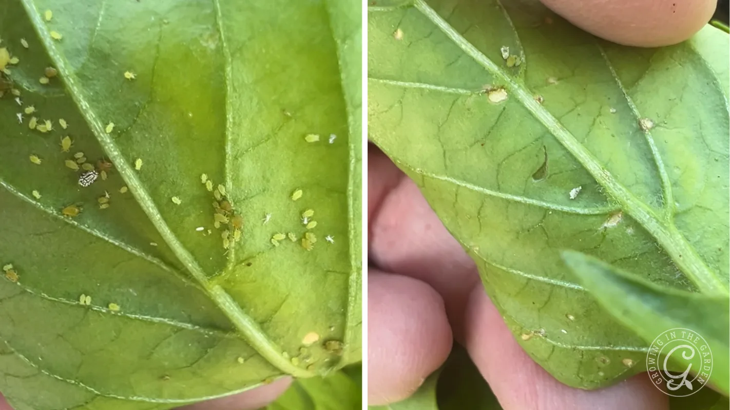 Close-up of green leaves infested with small aphids, shown on both leaf surfaces and held by a hand.