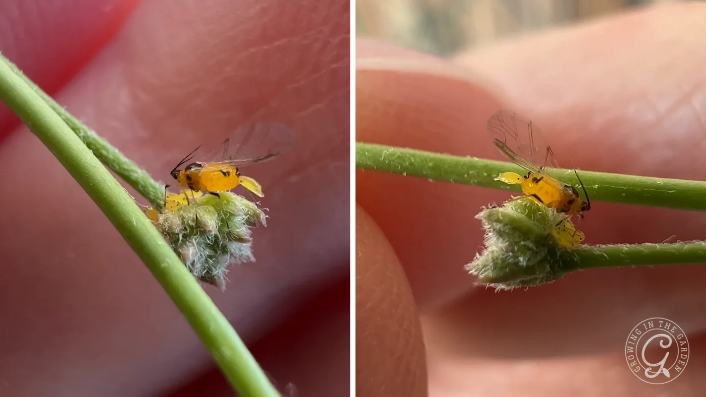 Close-up of a small yellow insect with wings perched on a green plant stem, held by fingers.