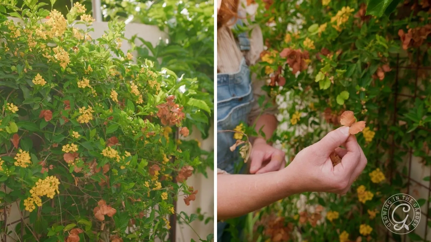 Green bush with yellow and brown flowers; a person holds a dried flower in their hand.