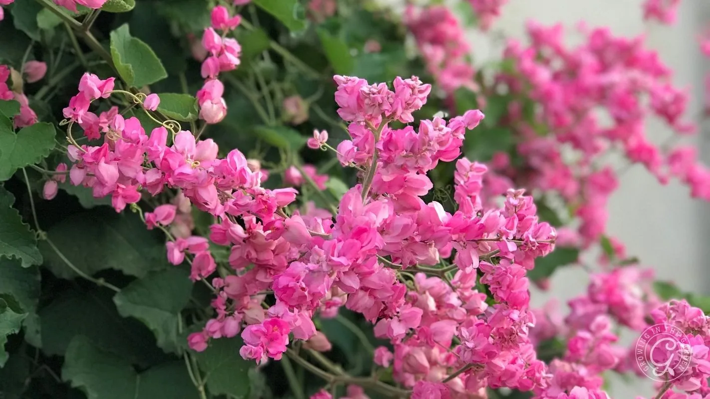 Clusters of bright pink flowers bloom among green leaves against a blurred background.