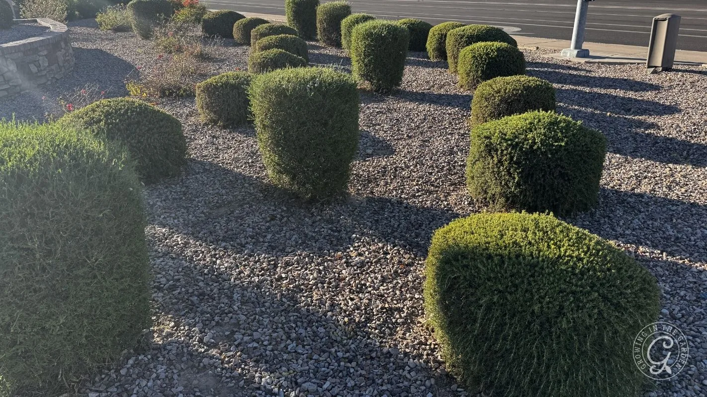 Neatly trimmed square bushes on a gravel bed casting long shadows in sunlight near a street.
