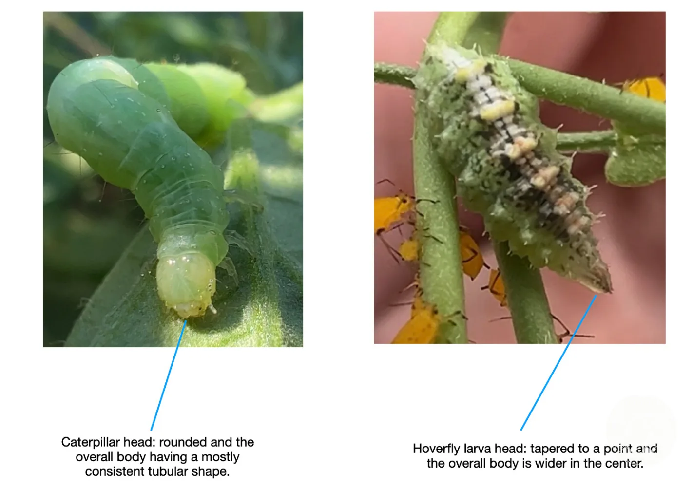 Close-up of a green caterpillar and a fuzzy hoverfly larva on plant stems, each labeled with identifying features.