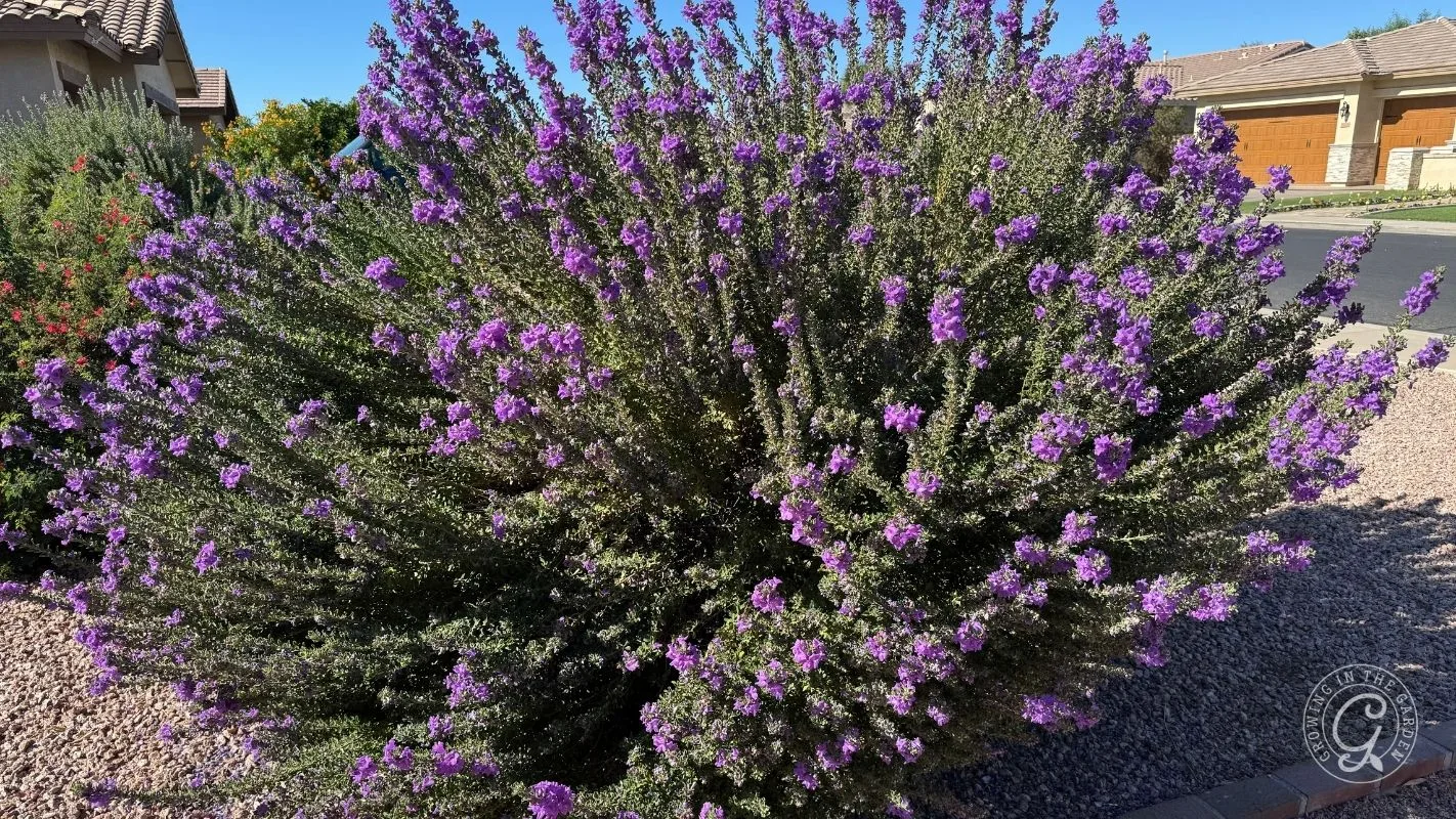 A large bush with purple flowers grows in a gravel yard beside a street and houses in the background.