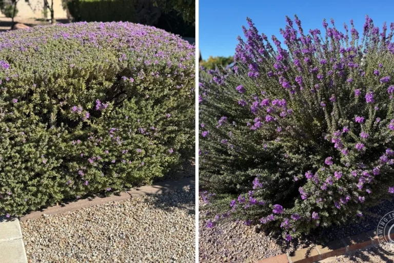 Pruning Desert Shrubs (Stop Shearing Them) featured image