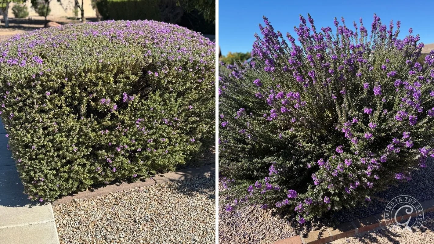 A desert shrub sheared into a round ball beside a naturally grown shrub of the same type covered in blooms.