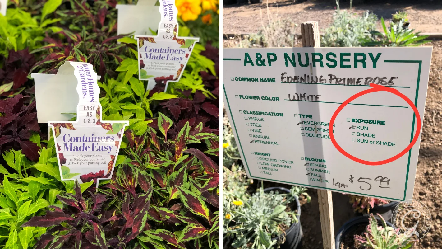Plant tags in colorful foliage, and a nursery sign showing exposure options circled in red.