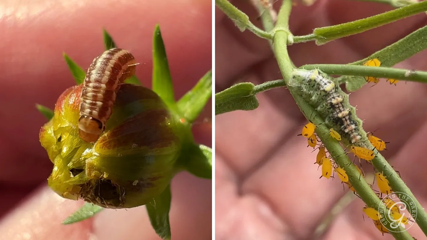 Left: Brown caterpillar on flower bud. Right: Caterpillar and yellow aphids on green stem, hand in background.