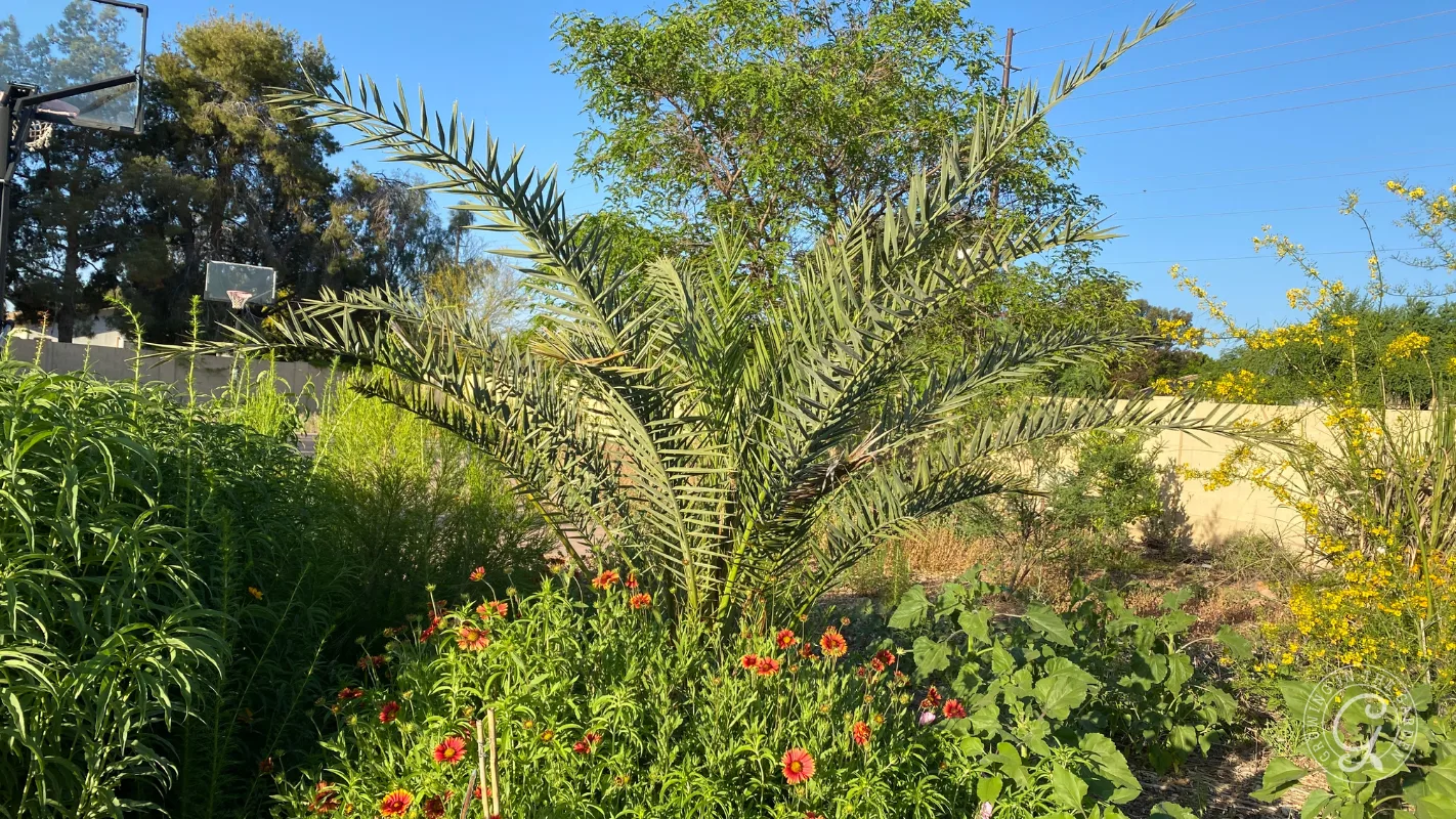 A young palm tree surrounded by red flowers and green plants in a sunny garden.