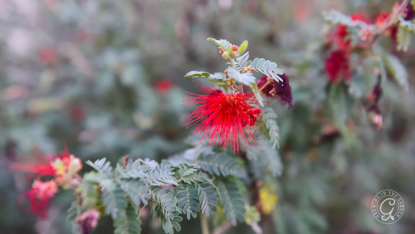 Close-up of a red, spiky flower blooming on a green leafy branch, with a blurred background.