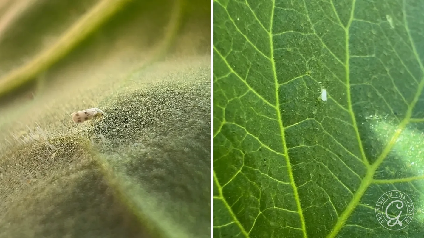 Banded-winged Whitefly (Trialeurodes abutiloneus) (left) and a Silverleaf Whitefly (Bemisia tabaci) (right).
