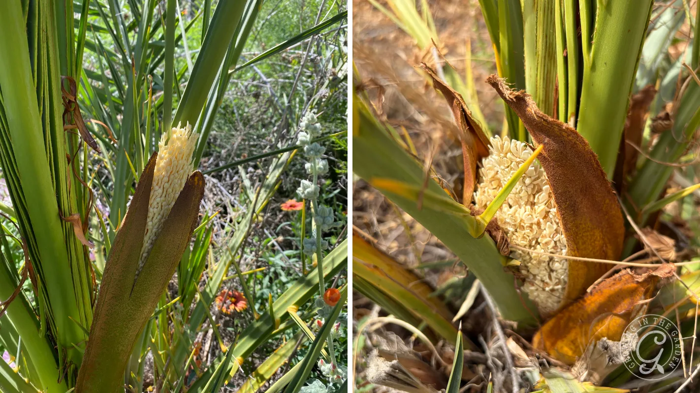 Close-up of a blooming yucca plant with creamy white flowers among green, pointed leaves.