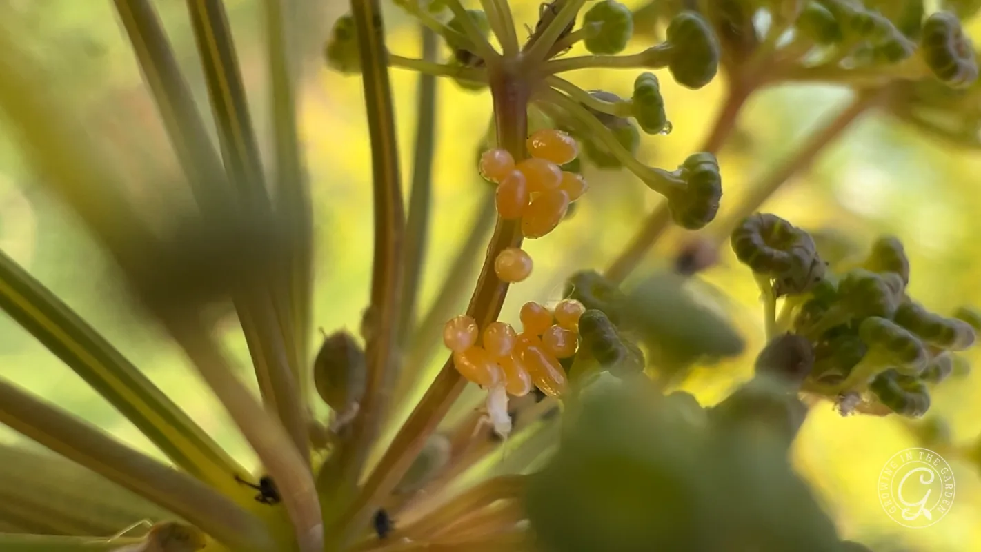 Close-up of yellow insect eggs clustered on green plant stems, with soft focus background and sunlight.
