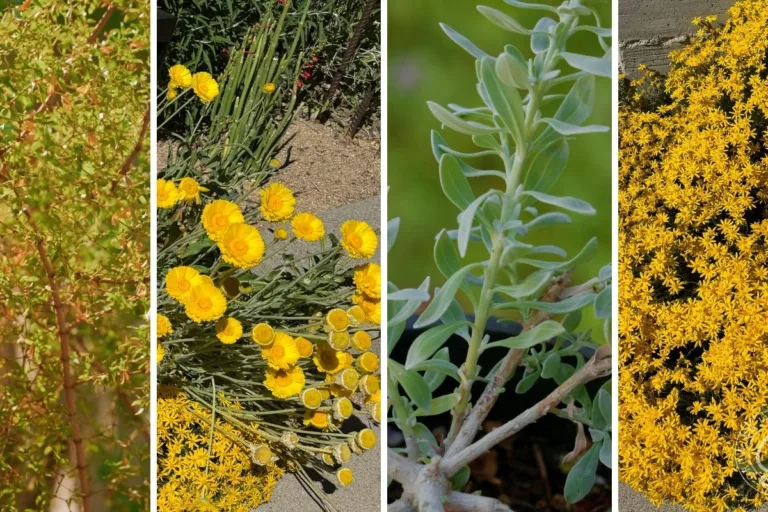 Best Plants for Reflected Heat in Arizona featured image