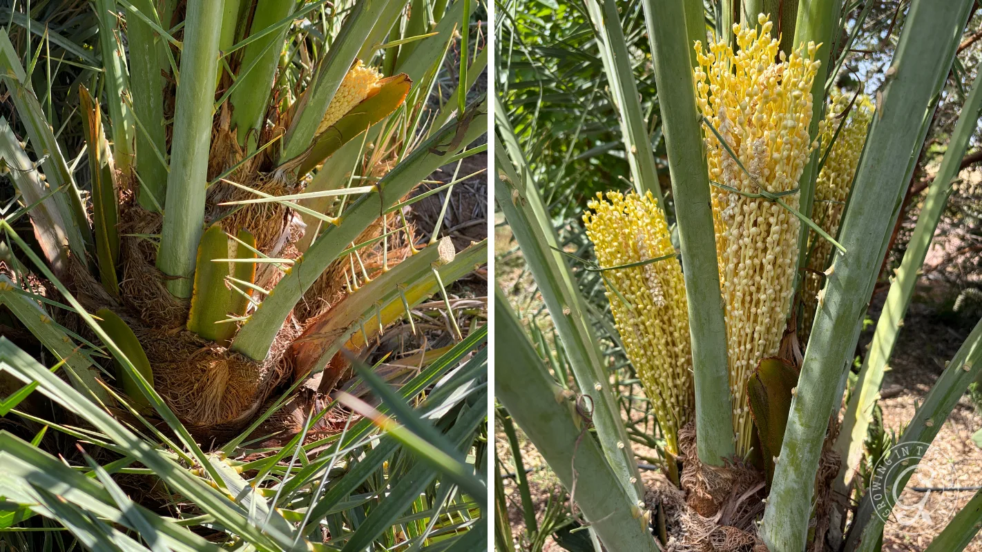 Close-up of a palm tree trunk: left with brown fibers, right with yellowish flower clusters among green leaves.