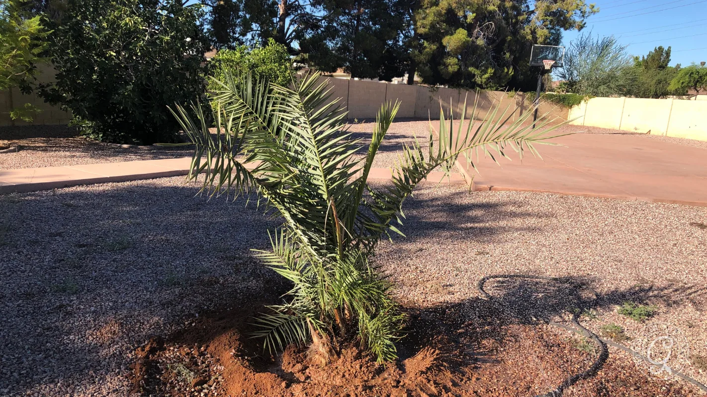 A small palm tree planted in a gravel yard with a basketball hoop in the background.