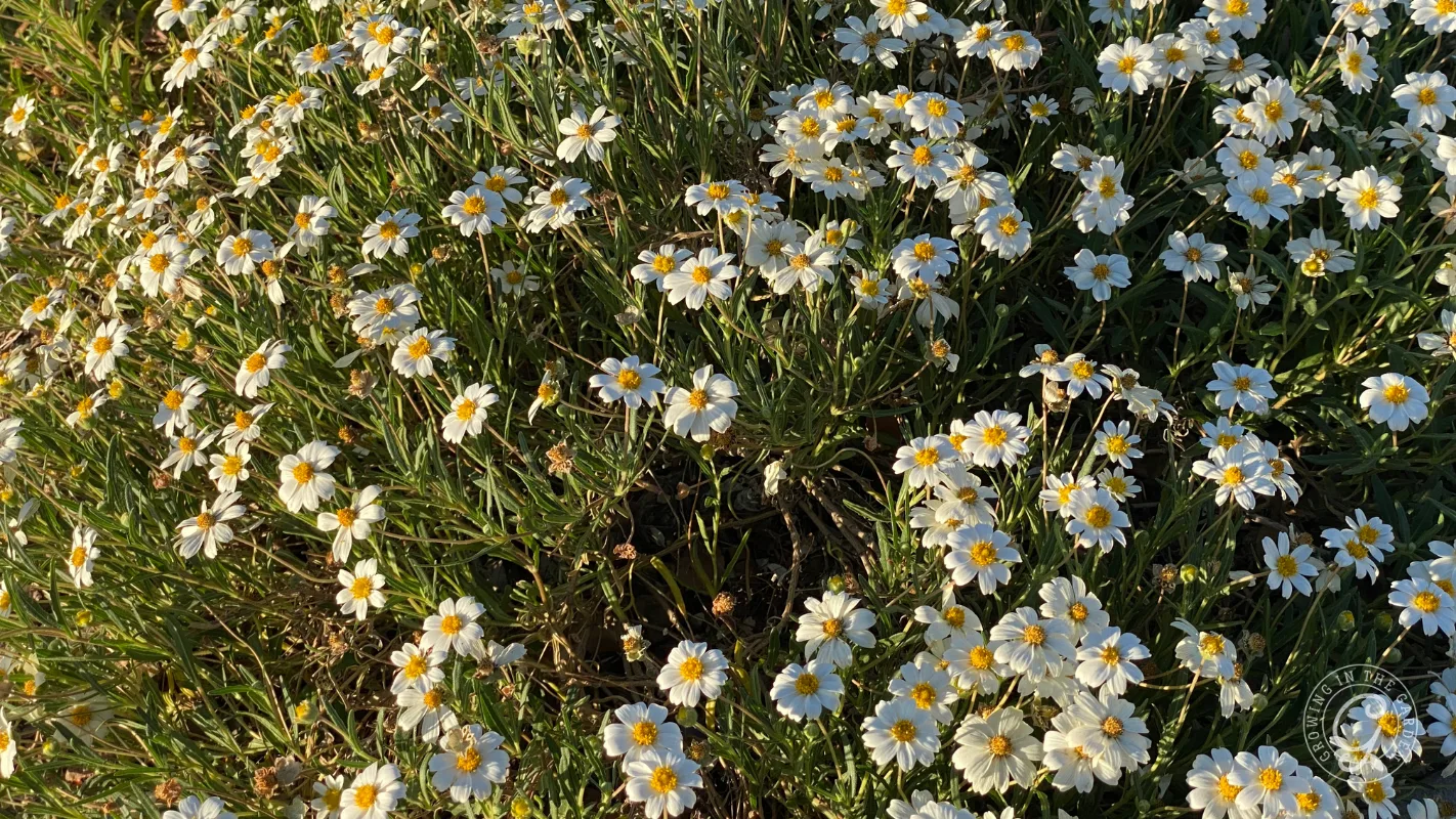 A cluster of small white and yellow wildflowers blooming densely in sunlight.