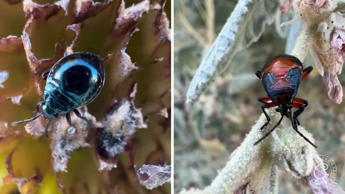 Close-up of two different beetles on plants, one black and shiny, the other red and black on a fuzzy stem.