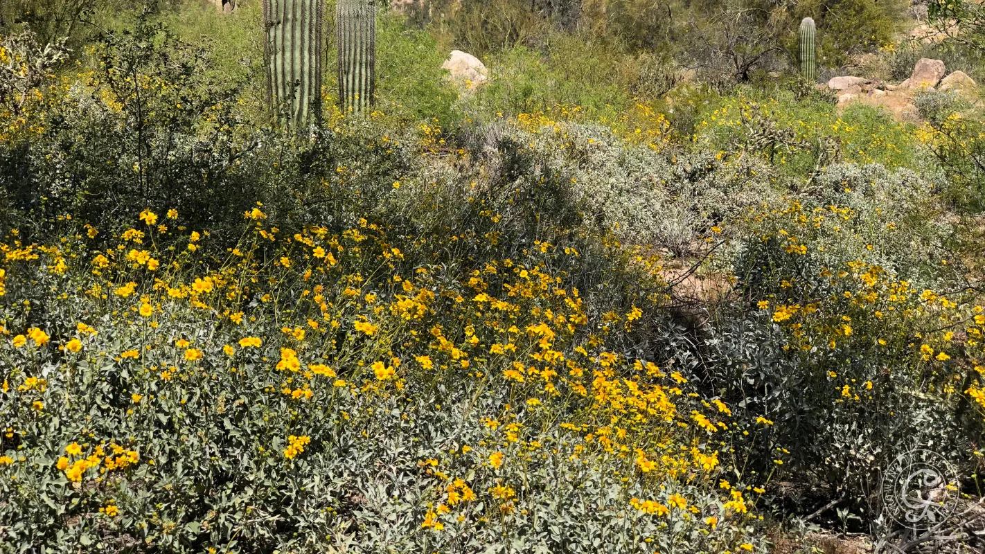 Yellow wildflowers bloom among green shrubs and cacti in a sunny desert landscape.