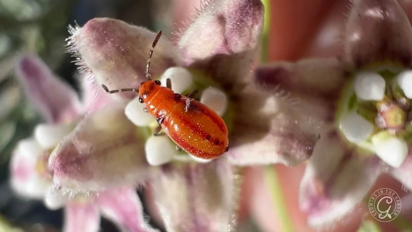 A bright orange beetle is sitting on a pink and white flower, showing close-up detail of both.