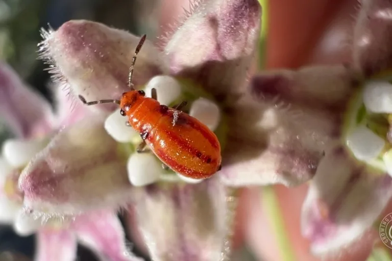 Not All Bugs Are Bad: Garden Insects and Lookalikes featured image