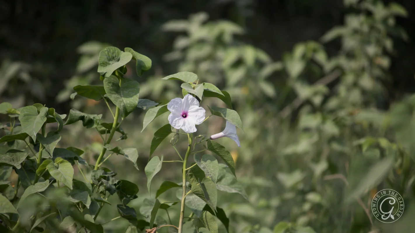 A single white flower with a pink center blooms among green leaves in a sunlit garden.