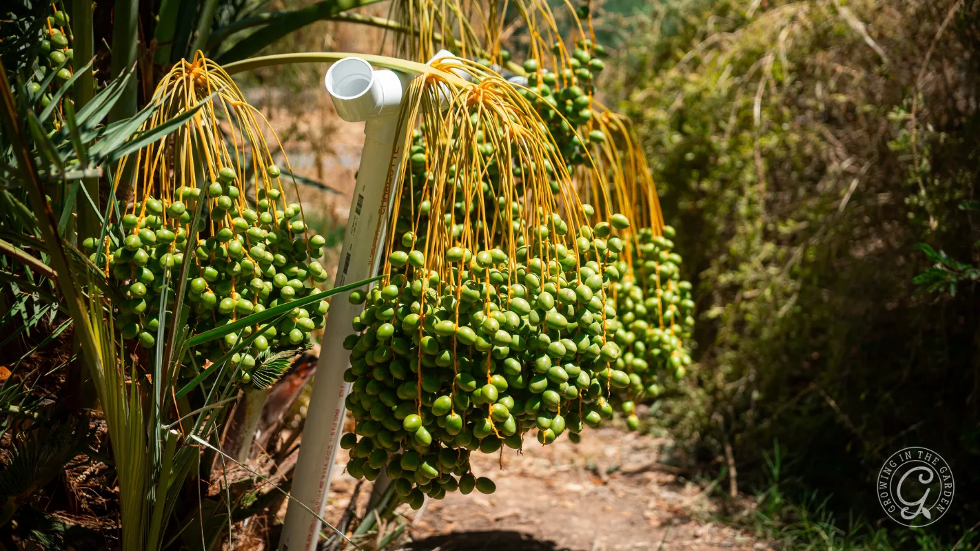 Clusters of unripe green dates hanging from a date palm tree, supported by a white PVC pipe.