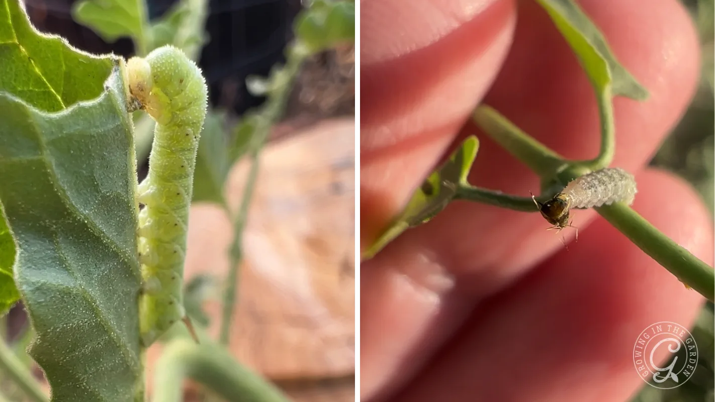 Close-up of a green caterpillar on a leaf (left) and a hoverfly larva eating an aphid (right)