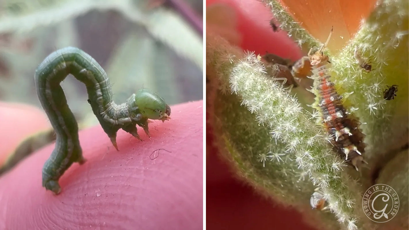 Left: Green caterpillar on a finger showing defined legs Right: Hoverfly larva with a tapered body