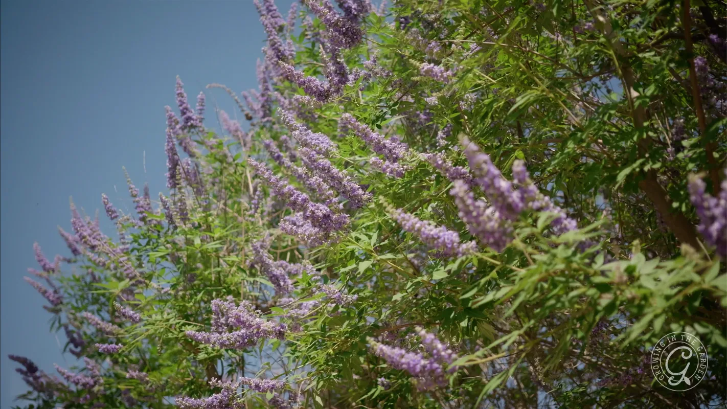 Purple flowers and green leaves on a tree branch against a clear blue sky.