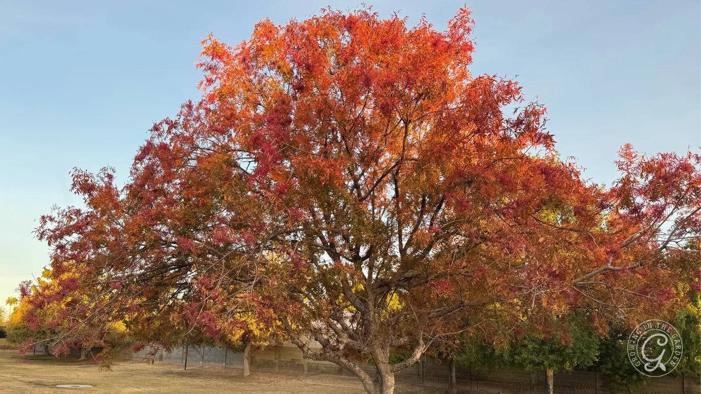 Large tree with bright red and orange autumn leaves in a grassy area under a clear sky.