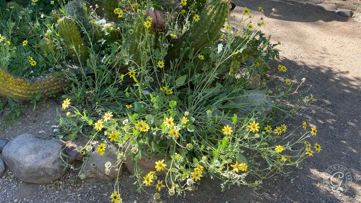A cluster of yellow wildflowers grows among rocks and cacti in a sunny, outdoor garden setting.