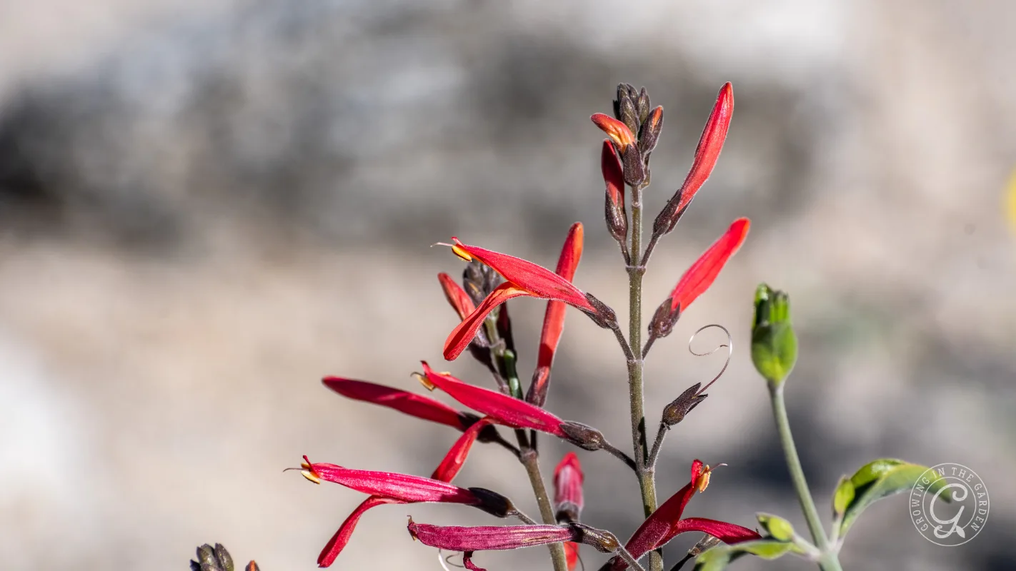 Red tubular Chuparosa flowers with slender green stems against a blurred light background.