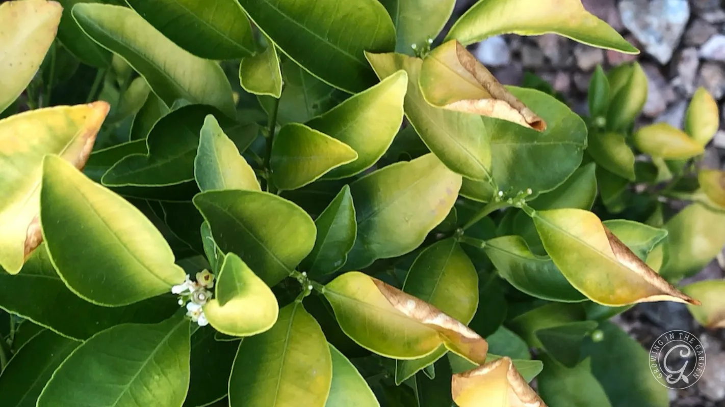 Green citrus leaves with yellowing edges and brown tips, showing signs of stress or possible nutrient deficiency.