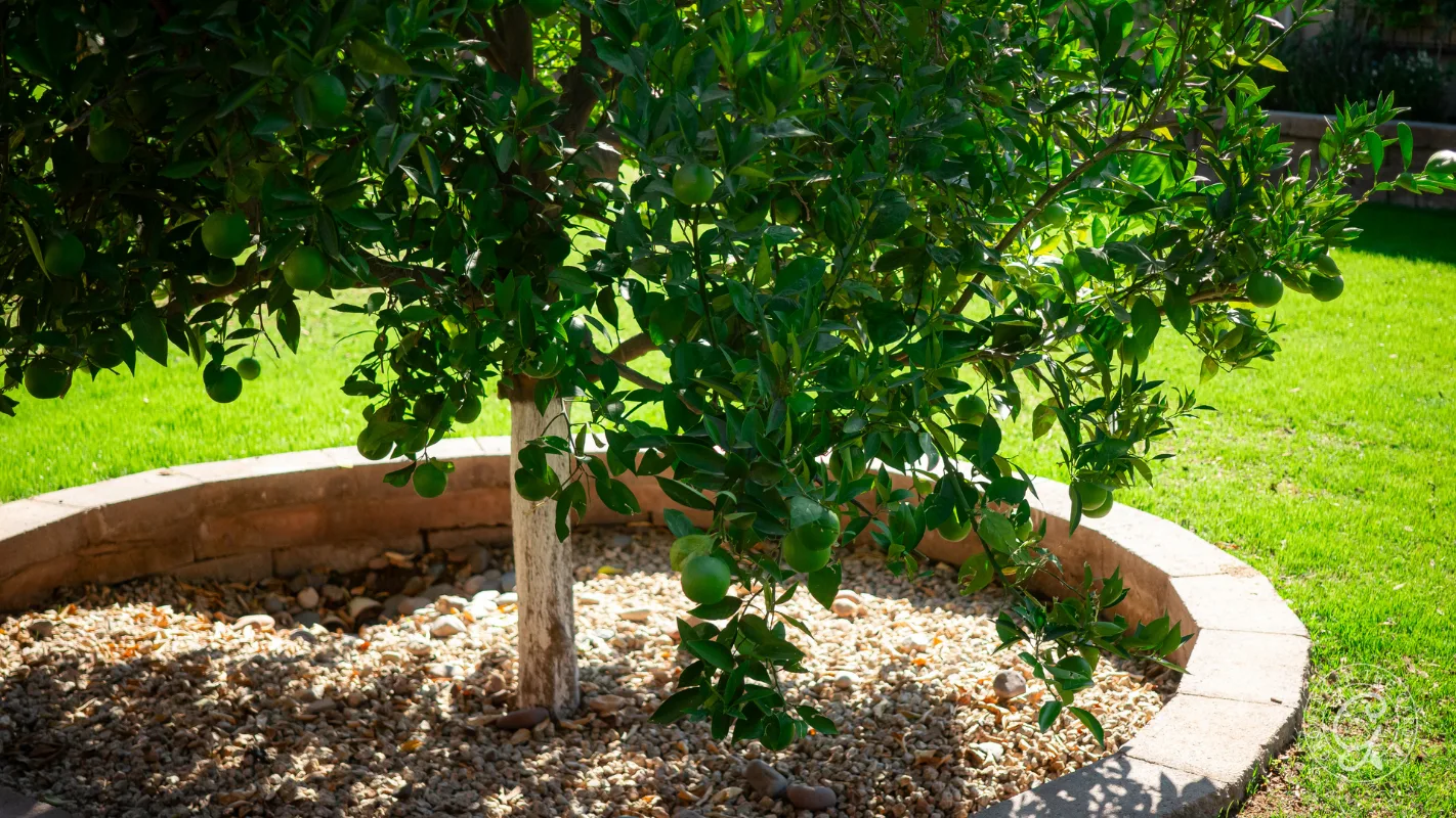 A small fruit tree with green leaves and fruit grows in a circular stone planter surrounded by gravel.