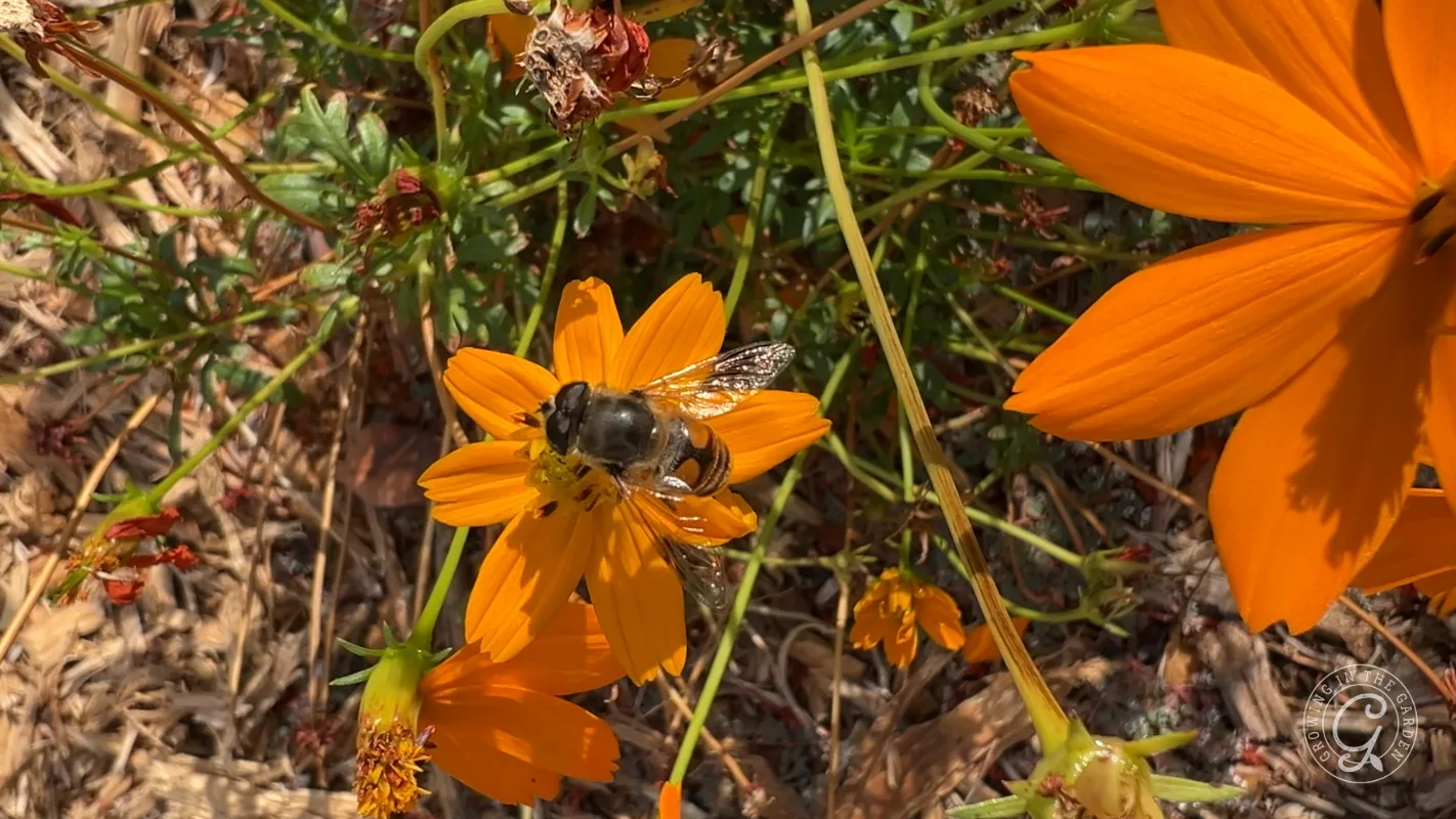 A Common Drone fly (Eristalis tenax) on cosmos collects nectar from a bright orange flower in a sunlit garden with green stems and leaves.