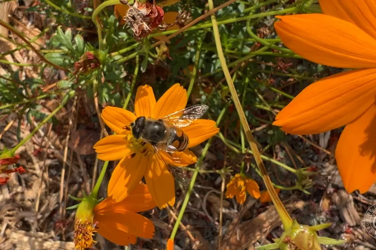 Hoverflies: An Underrated Garden Predator featured image