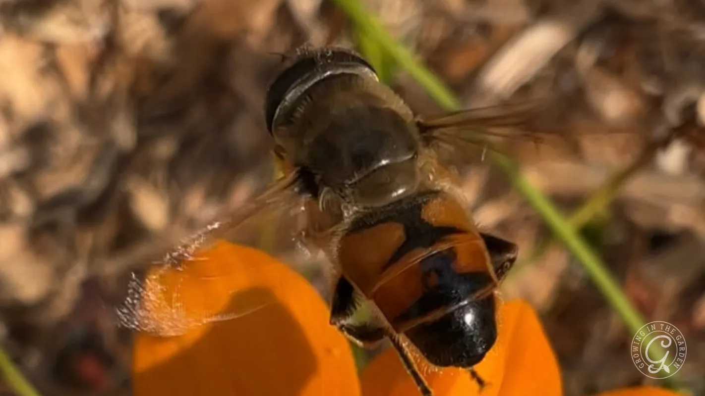 A common drone fly (Eristalis Tenax) gathers nectar from an orange flower, with blurred plants and soil in the background.