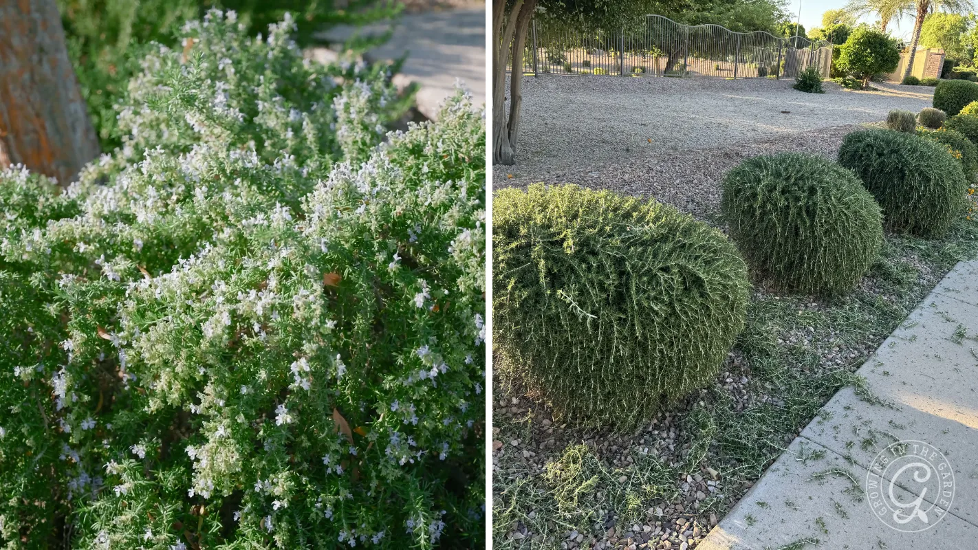 Left: Rosemary with beautiful white flowers. Right: Sheared rosemary shrubs by a path in a dry, landscaped yard.
