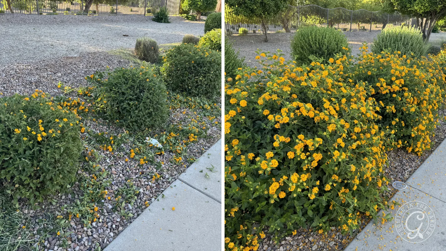 A desert shrub sheared into a round ball beside a naturally grown shrub of the same type covered in blooms